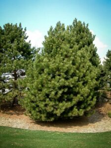 Сосна Чёрная (Pinus Nigra) купить по цене от 270.00р. в интернет-магазине «Посадика» с доставкой почтой в в Коврове и по всей России – [изображение №1].