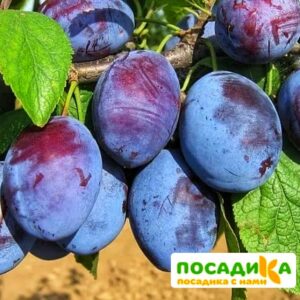 Слива Чачакская ранняя купить по цене от 229.00р. в интернет-магазине «Посадика» с доставкой почтой в в Коврове и по всей России – [изображение №1].