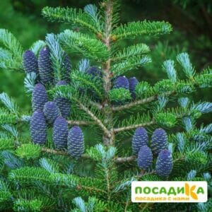 Пихта корейская (Abies koreana) купить по цене от 450.00р. в интернет-магазине «Посадика» с доставкой почтой в в Коврове и по всей России – [изображение №1].