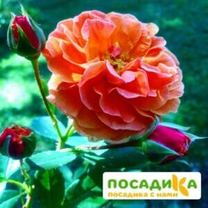 Роза Арабия купить по цене от 350.00р. в интернет-магазине «Посадика» с доставкой почтой в в Коврове и по всей России – [изображение №1].