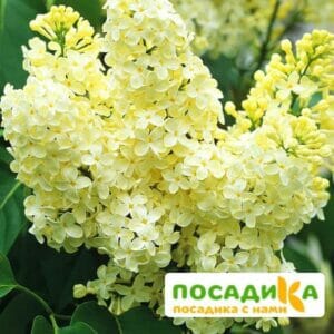 Сирень Примроуз (Primrose) купить по цене от 529.00р. в интернет-магазине «Посадика» с доставкой почтой в в Коврове и по всей России – [изображение №1].