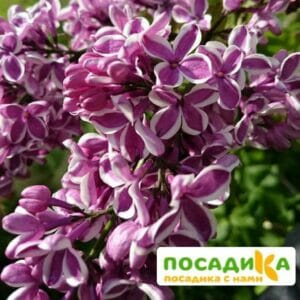 Сирень Сенсация купить по цене от 529.00р. в интернет-магазине «Посадика» с доставкой почтой в в Коврове и по всей России – [изображение №1].