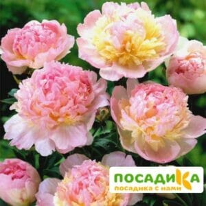 Пион Распберри Сандей (Paeonia Raspberry Sundae) купить по цене от 959р. в интернет-магазине «Посадика» с доставкой почтой в в Коврове и по всей России – [изображение №1].