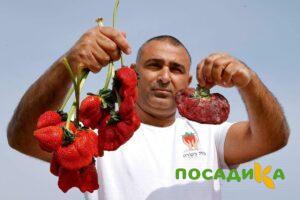 Клубника Гигант Джорнея купить по цене от 266р. в интернет-магазине «Посадика» с доставкой почтой в в Коврове и по всей России – [изображение №1].