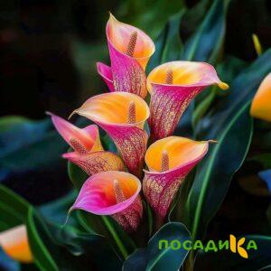 Калла Оникс купить по цене от 450р. в интернет-магазине «Посадика» с доставкой почтой в в Коврове и по всей России – [изображение №1].