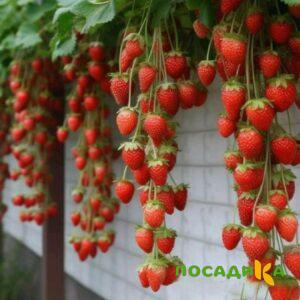 Клубника вьющаяся Комплимент купить по цене от 470р. в интернет-магазине «Посадика» с доставкой почтой в в Коврове и по всей России – [изображение №1].