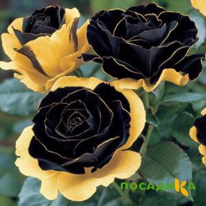 Роза Ханни Сикл купить по цене от 700р. в интернет-магазине «Посадика» с доставкой почтой в в Коврове и по всей России – [изображение №1].