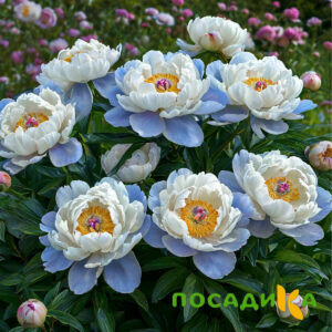 Пион акварельный Этюд купить по цене от 806р. в интернет-магазине «Посадика» с доставкой почтой в в Коврове и по всей России – [изображение №1].