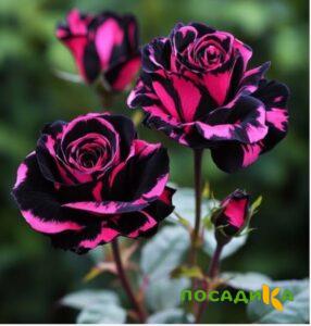 Роза Багровый Шепот купить по цене от 366р. в интернет-магазине «Посадика» с доставкой почтой в в Коврове и по всей России – [изображение №1].