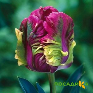 Тюльпан Экзотик Хэвен купить по цене от 186р. в интернет-магазине «Посадика» с доставкой почтой в в Коврове и по всей России – [изображение №1].