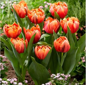 Тюльпан Гудошник Дабл купить по цене от 185р. в интернет-магазине «Посадика» с доставкой почтой в в Коврове и по всей России – [изображение №1].