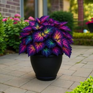 Хоста Фрости Блю купить по цене от 389р. в интернет-магазине «Посадика» с доставкой почтой в в Коврове и по всей России – [изображение №1].