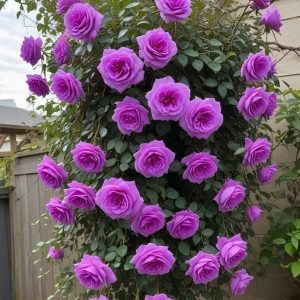 Роза Мистик Уайт купить по цене от 620р. в интернет-магазине «Посадика» с доставкой почтой в в Коврове и по всей России – [изображение №1].