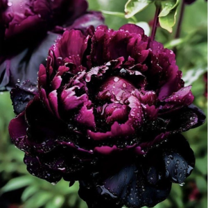 Пион Темный Сад купить по цене от 421р. в интернет-магазине «Посадика» с доставкой почтой в в Коврове и по всей России – [изображение №1].