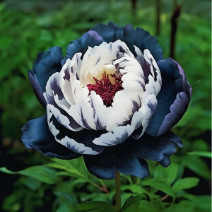 Пион Древовидный Инь-Янь купить по цене от 419р. в интернет-магазине «Посадика» с доставкой почтой в в Коврове и по всей России – [изображение №1].