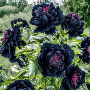 Пион древовидный Сердце Афродиты купить по цене от 600р. в интернет-магазине «Посадика» с доставкой почтой в в Коврове и по всей России – [изображение №1].