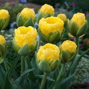 Тюльпан махровый Ванила Коп купить по цене от 159р. в интернет-магазине «Посадика» с доставкой почтой в в Коврове и по всей России – [изображение №1].