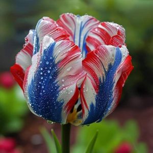 Тюльпан Ремс Сенсейшн купить по цене от 219р. в интернет-магазине «Посадика» с доставкой почтой в в Коврове и по всей России – [изображение №1].