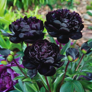 Пион Королевский Бархат купить по цене от 419р. в интернет-магазине «Посадика» с доставкой почтой в в Коврове и по всей России – [изображение №1].