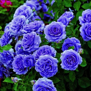 Роза Блю Мун купить по цене от 450р. в интернет-магазине «Посадика» с доставкой почтой в в Коврове и по всей России – [изображение №1].