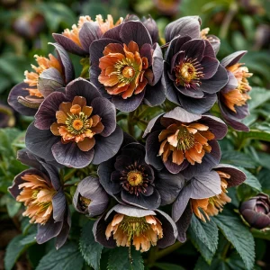 Морозник Блум Айс купить по цене от 499р. в интернет-магазине «Посадика» с доставкой почтой в в Коврове и по всей России – [изображение №1].