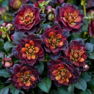 Морозник Сноу Дроп купить по цене от 348р. в интернет-магазине «Посадика» с доставкой почтой в в Коврове и по всей России – [изображение №1].