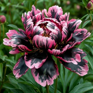 Пион Дроп Руби купить по цене от 469р. в интернет-магазине «Посадика» с доставкой почтой в в Коврове и по всей России – [изображение №1].