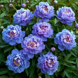 Пион Голубой лотос купить по цене от 590р. в интернет-магазине «Посадика» с доставкой почтой в в Коврове и по всей России – [изображение №1].