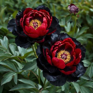 Пион Эбеновый Рубин купить по цене от 419р. в интернет-магазине «Посадика» с доставкой почтой в в Коврове и по всей России – [изображение №1].