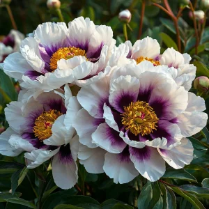 Пион Эко Саммер купить по цене от 548р. в интернет-магазине «Посадика» с доставкой почтой в в Коврове и по всей России – [изображение №1].