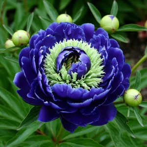 Пион Дримвивер купить по цене от 417р. в интернет-магазине «Посадика» с доставкой почтой в в Коврове и по всей России – [изображение №1].