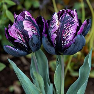 Тюльпан Блэк Каньон купить по цене от 305р. в интернет-магазине «Посадика» с доставкой почтой в в Коврове и по всей России – [изображение №1].