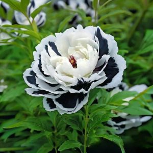 Пион Монохромный Шик купить по цене от 429р. в интернет-магазине «Посадика» с доставкой почтой в в Коврове и по всей России – [изображение №1].