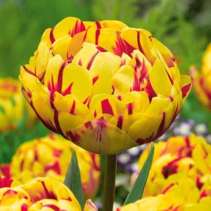 Тюльпан махровый Голден Ницц купить по цене от 361р. в интернет-магазине «Посадика» с доставкой почтой в в Коврове и по всей России – [изображение №1].
