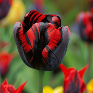 Тюльпан Блэк Перрот купить по цене от 351р. в интернет-магазине «Посадика» с доставкой почтой в в Коврове и по всей России – [изображение №1].