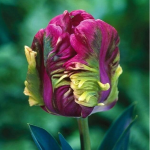 Тюльпан Экзотик Хэвен купить по цене от 186р. в интернет-магазине «Посадика» с доставкой почтой в в Коврове и по всей России – [изображение №1].