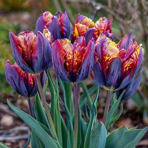 Тюльпан Опал Дрим купить по цене от 207р. в интернет-магазине «Посадика» с доставкой почтой в в Коврове и по всей России – [изображение №1].