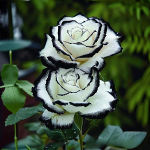 Роза Силк Ивин купить по цене от 319р. в интернет-магазине «Посадика» с доставкой почтой в в Коврове и по всей России – [изображение №1].