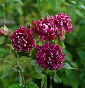 Роза Опаловый Пейзаж купить по цене от 490р. в интернет-магазине «Посадика» с доставкой почтой в в Коврове и по всей России – [изображение №1].