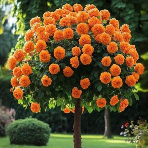 Роза Солнечный Шарм купить по цене от 349р. в интернет-магазине «Посадика» с доставкой почтой в в Коврове и по всей России – [изображение №1].