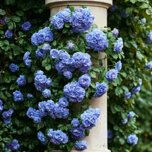 Роза плетистая Блю Перпл купить по цене от 540р. в интернет-магазине «Посадика» с доставкой почтой в в Коврове и по всей России – [изображение №1].